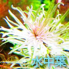 たつを様 リクエスト 3点 まとめ商品