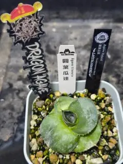 2025年最新】グアダラハラナの人気アイテム - メルカリ