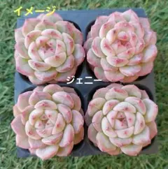 2025年最新】多肉 ピンクジェニーの人気アイテム - メルカリ