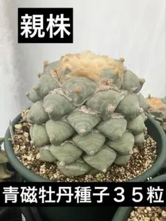 2026年最新】アリオカルプスの人気アイテム - メルカリ