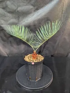 サイカスカイルンシアナ スーパーブルー短葉　M16 サイカスカイルンシアナ スーパーブルー短葉 M16 - メルカリ