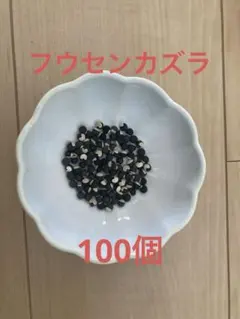 2026年最新】フウセンカズラの種 ふうせんかずらの人気アイテム - メルカリ