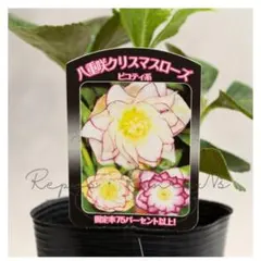 2026年最新】曽田園芸の人気アイテム - メルカリ