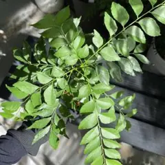 ☆ほおじろくう様 リクエスト 2点 まとめ商品