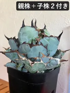 2025年最新】麻花龍 アガベの人気アイテム - メルカリ
