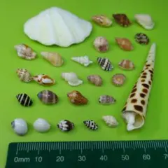 2025年最新】貝 標本 セットの人気アイテム - メルカリ