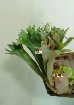 おこめみそ様 リクエスト 2点 まとめ商品