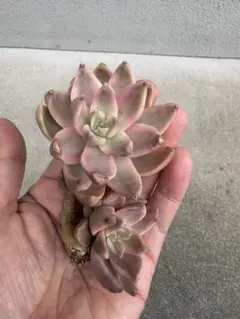 韓国苗 レインボー錦 多肉植物 エケベリア 極美株 抜き苗 - メルカリ