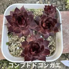 ❤️239❤️☘️ラスト☘️⭐️クリスマスローズ⭐️自然交配種子