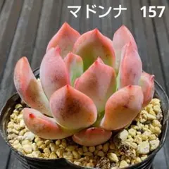 2026年最新】マドンナ 多肉の人気アイテム - メルカリ