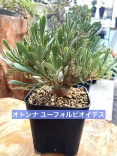 2026年最新】オトンナ ユーフォルビオイデスの人気アイテム - メルカリ