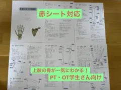 【PT・OT学生必見】骨まとめプリント上肢編｜解剖学・国試対策・赤シート対応