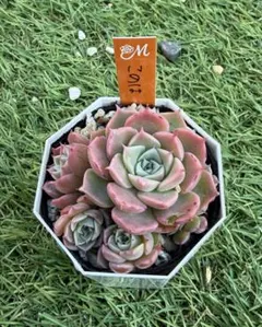 多肉植物 エケベリア miyaさん苗 命名種 このは ② - メルカリ