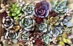 【多肉植物】カット苗詰め合わせ★秋のカラフル寄せ植えに