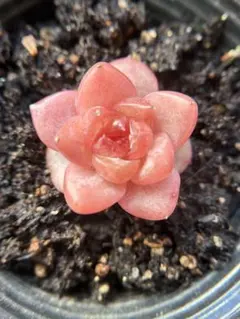 ア*カ様 現品　新作　多肉植物　エケベリア　ルビーのいちご大福　小苗　1株　5c