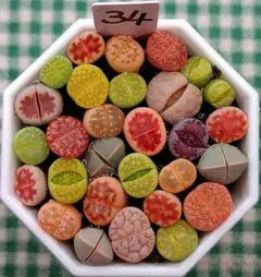 多肉植物リトープス/コノフィツム/メセン　もりもり　カラフルセット　土付きS34