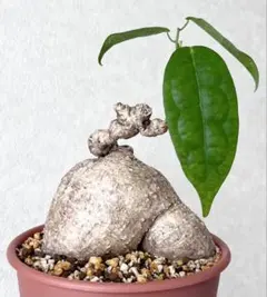 激レア/塊根植物】アデニア ペナンギアナ 鉢植え C-2 - メルカリ