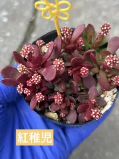 多肉植物・紅稚児カット苗　黄