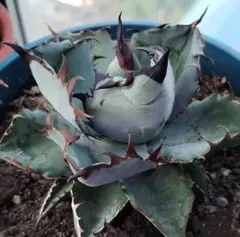 2025年最新】アガベ ブラック&ブルーの人気アイテム - メルカリ