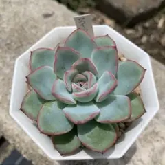 梅子×黒爪ザラゴーサ①☆実生苗☆交配苗☆多肉植物☆エケベリア - メルカリ