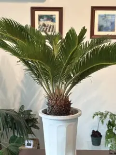 2025年最新】蘇鉄 子株の人気アイテム - メルカリ