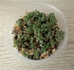 ma.yu.mi様 リクエスト 2点 まとめ商品