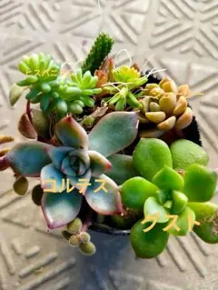 2025年最新】ロウルサンコの人気アイテム - メルカリ