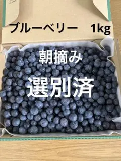 ブルーベリー　1kg 朝摘み新鮮　消毒除草剤無し　選別後発送のサムネイル
