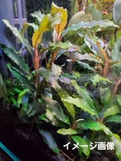 人気⭐水草⭐ブセファランドラ⭐ビブリス⭐1株(５cm前後)③のサムネイル