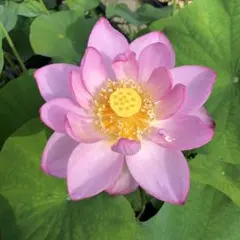 ししまる様 リクエスト 4点 まとめ商品