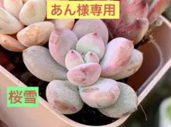 金魚姫　多肉植物　カット苗1苗　ランダム発送
