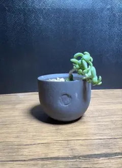 2026年最新】バリエム鉢の人気アイテム - メルカリ