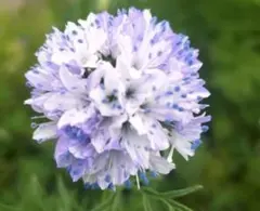 ギリア・カピタータ ❀クリアラストブルー❀の種