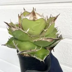 2025年最新】カクタスグリーン アガベの人気アイテム - メルカリ
