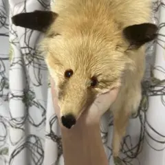 狐のマフラー 毛皮 剥製