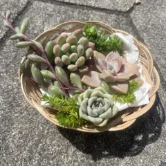 多肉植物 ハオルチア 氷の恋人 美株 新品種 糊斑 - メルカリ