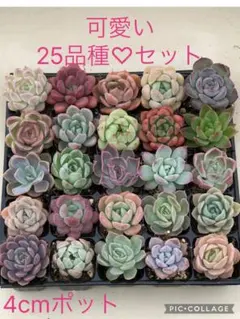 多肉植物 miyaさん苗♡抜き苗セット(メルカリ便) 多肉植物 miyaさん苗♡小苗セット - メルカリ