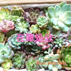 b6多肉植物エケベリア❗訳あり苗＆在庫処分セット❗