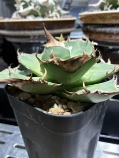 ⑥アガベチタノタ トリケラトプス 白犀牛 カクタスグリーン 中株