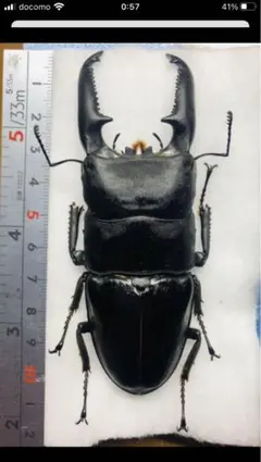 パラワンオオヒラタ　オス109ミリ メス48ミリ　標本 パラワンオオヒラタ オス109ミリ メス48ミリ 標本 昆虫用品