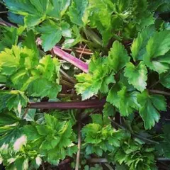 ホクサン様 リクエスト 2点 まとめ商品