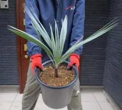 ブラヘア アルマータ F 特白個体 ブラヘア アルマータ F 特白個体 【公式通販】