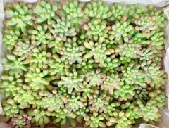 Ｂ.多肉植物乙女心60カット苗宅急便コンパクト箱いっぱい50カットから60へ変更