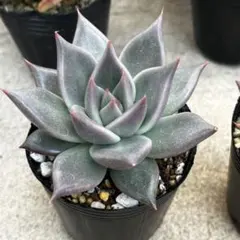 ののい様 リクエスト 2点 まとめ商品 速達代金400円含む