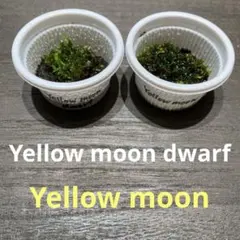 【前葉体】ビカクシダ2種セット(Yellow moon dwarf 他)胞子培養のサムネイル