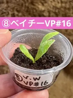 ④ヒリードラパオ 胞子培養株 ビカクシダ Platycerium - メルカリ