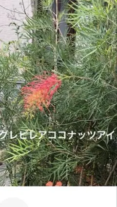 2026年最新】グレビレアの人気アイテム - メルカリ