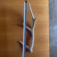 鹿の角