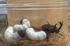 希少角ノコギリ突起角82mm頭角19.8mm胸角6.2mmぐらい赤カブトムシ標本