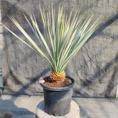 2026年最新】ロストラータ ユッカの人気アイテム - メルカリ